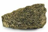 Fossil Tyrannosaur (T rex) Bone Section - Wyoming #353592-1
